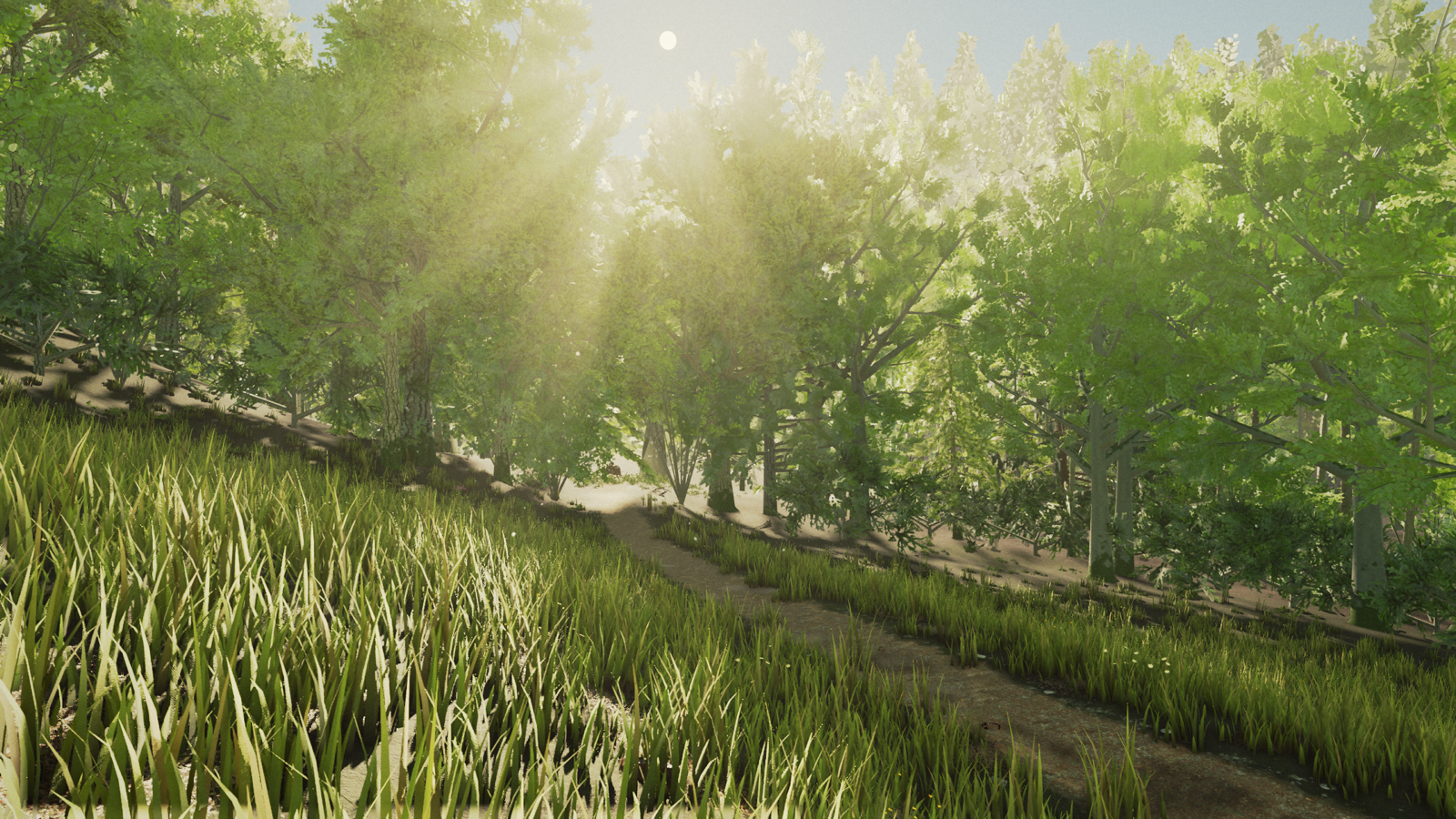 R1: the meadow, looking into the morning sun